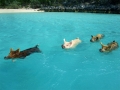 exuma-pigs-beach